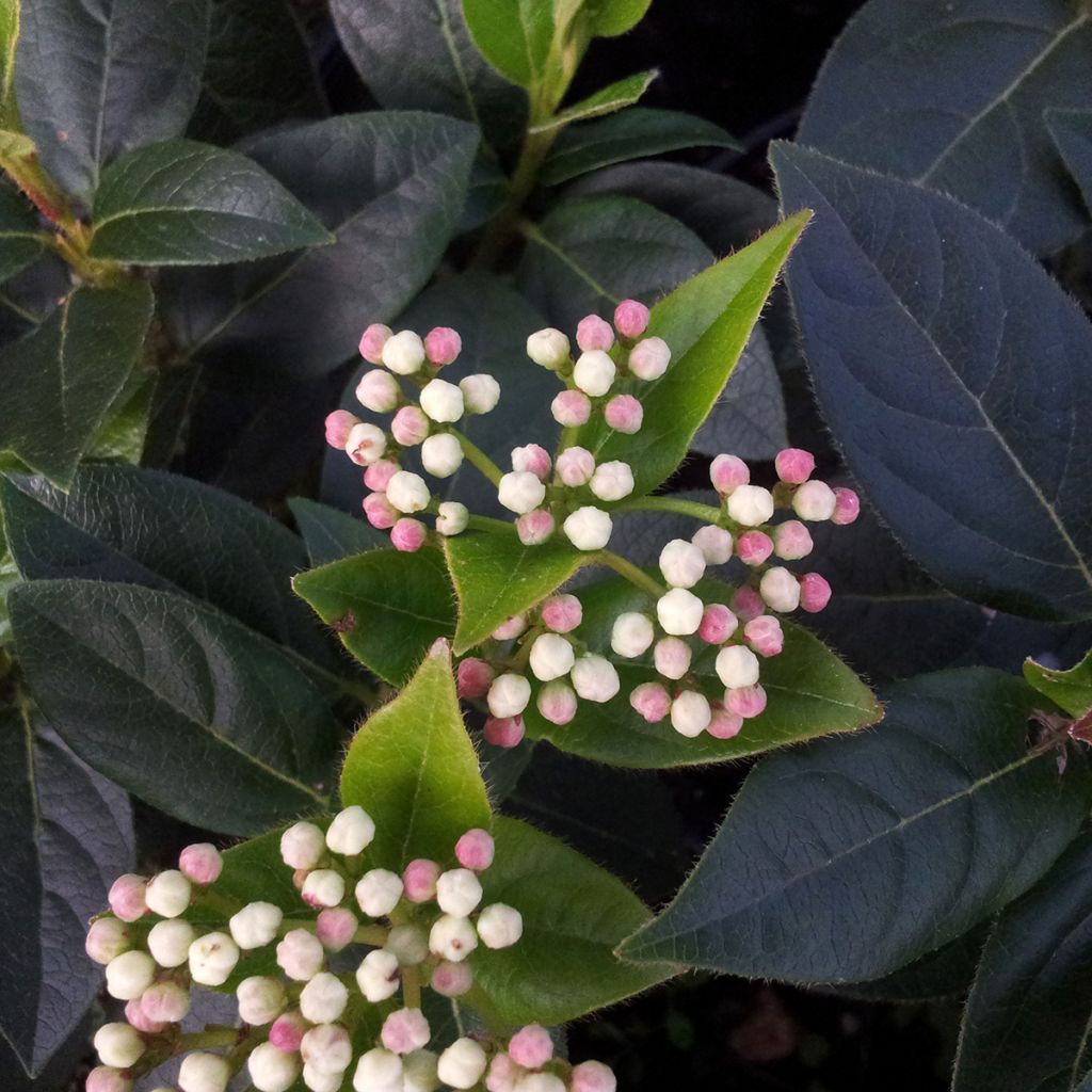 Viburnum tinus Eve Price - Lauriersneeuwbal