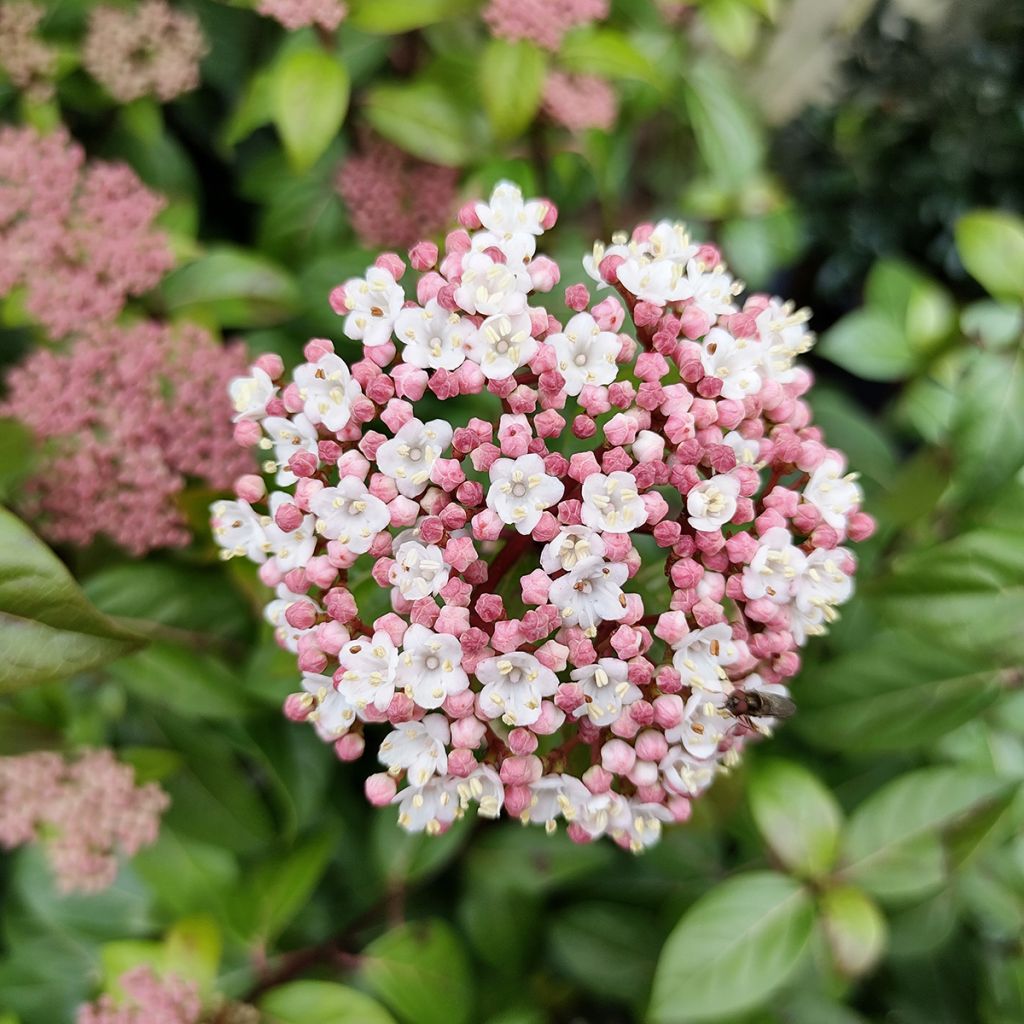 Viburnum tinus Eve Price - Lauriersneeuwbal