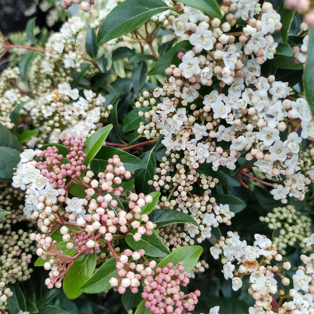 Viburnum tinus Eve Price - Lauriersneeuwbal