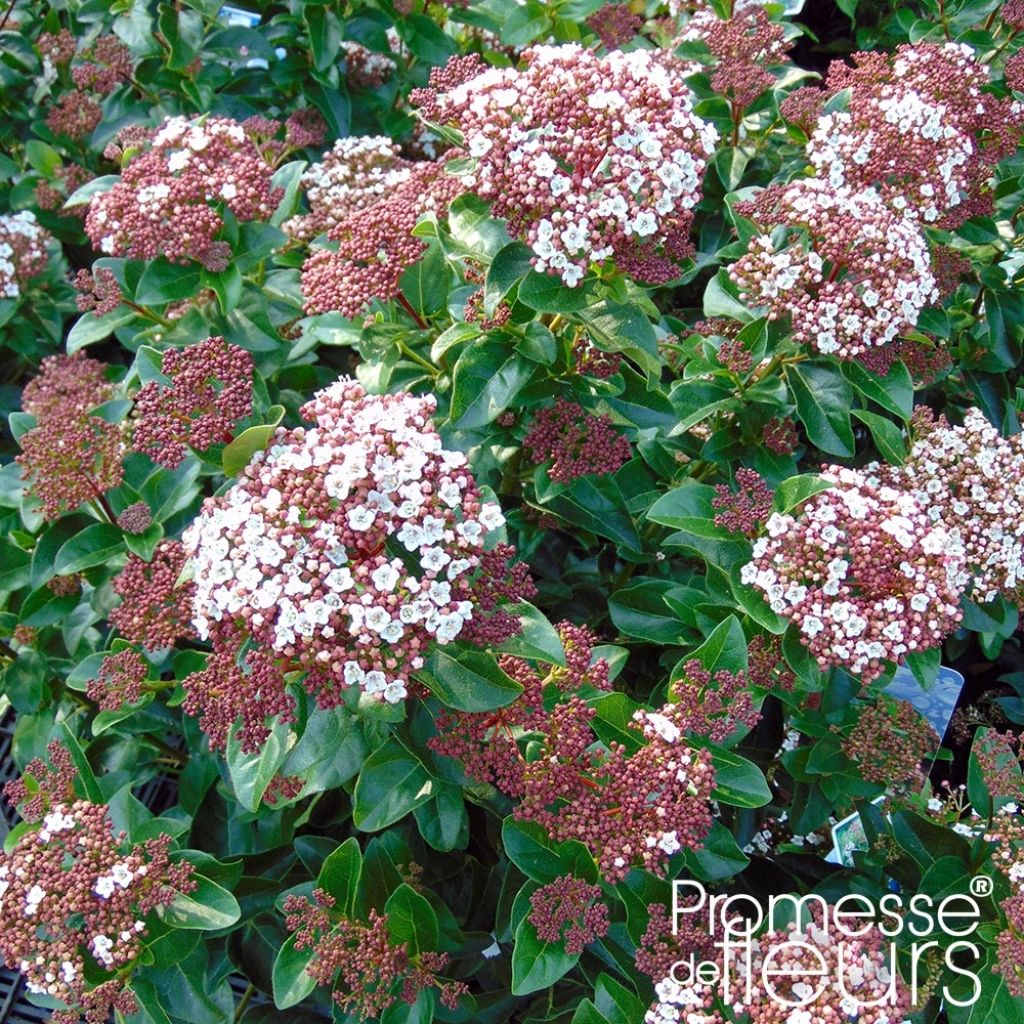 Viburnum tinus Gwenllian - Lauriersneeuwbal