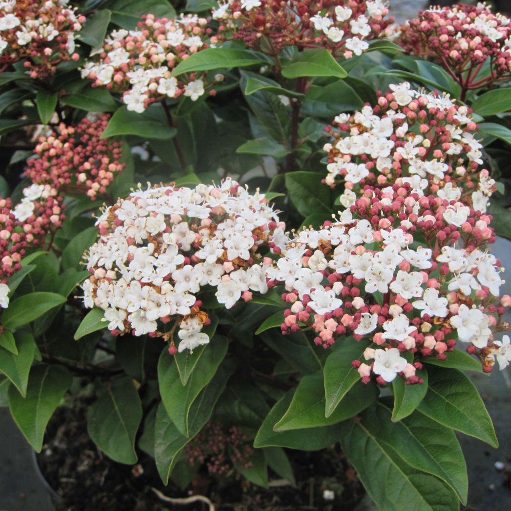 Viburnum tinus Lisarose - Lauriersneeuwbal