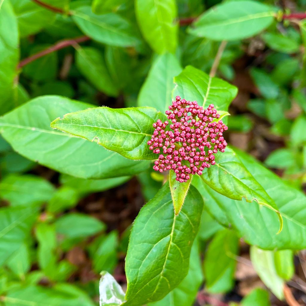 Viburnum tinus Lisarose - Lauriersneeuwbal