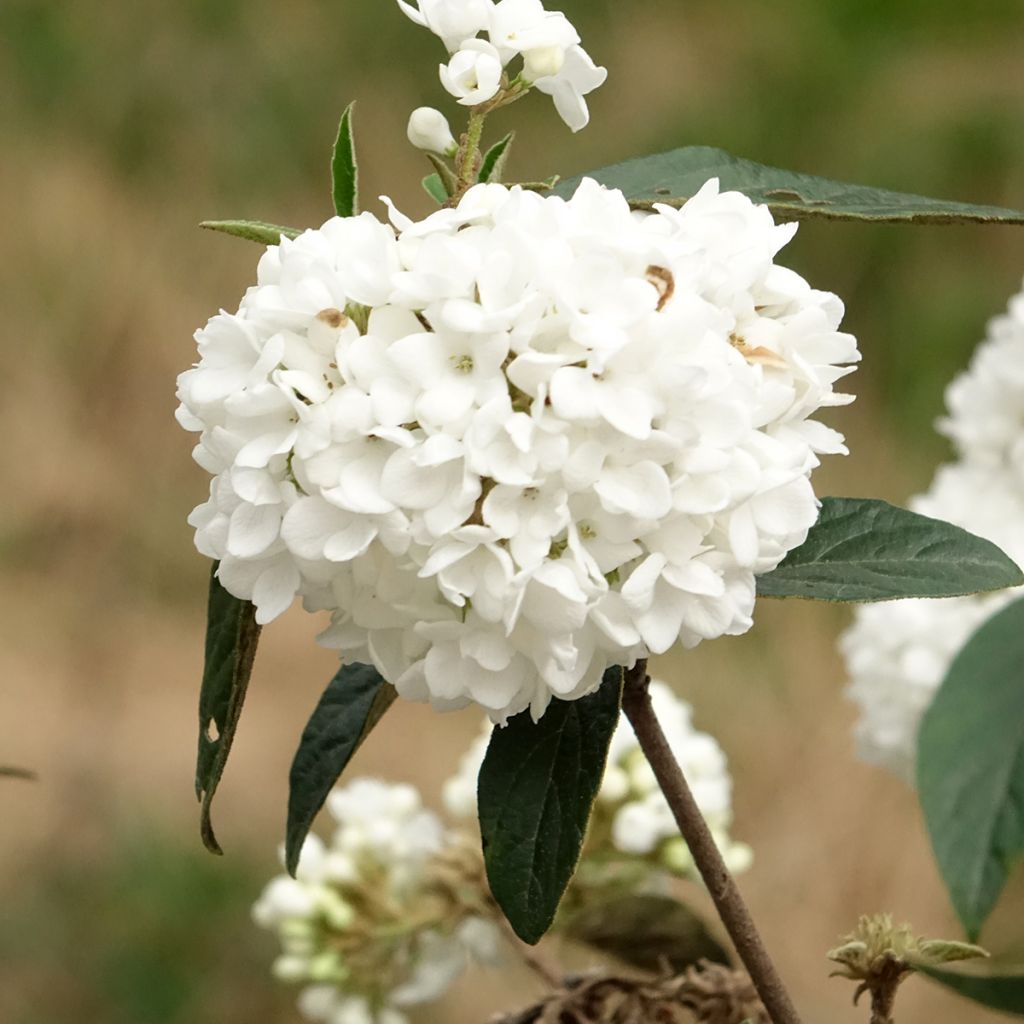 Viburnum Eskimo - Sneeuwbal
