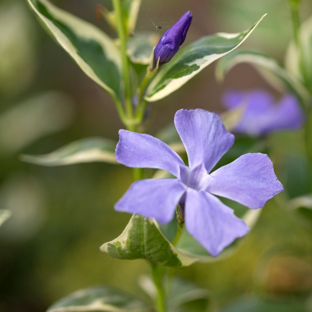 Vinca major Variegata - Grote maagdenpalm