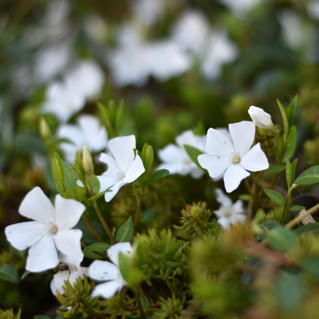 Vinca minor Alba - Kleine maagdenpalm