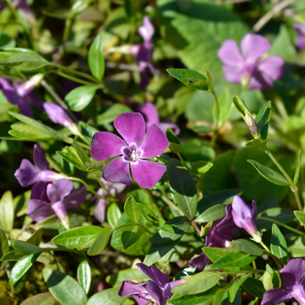 Vinca minor Atropurpurea - Kleine maagdenpalm