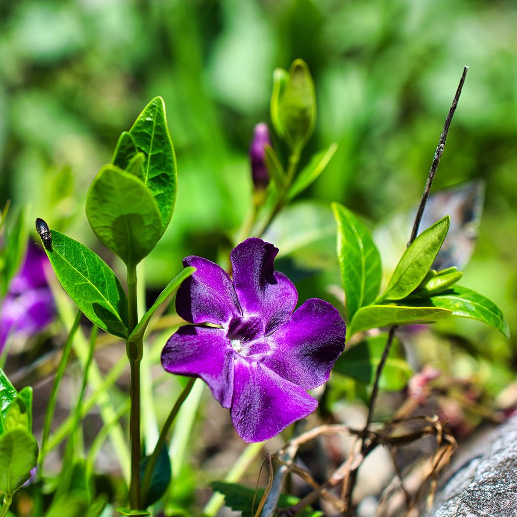 Vinca minor Atropurpurea - Kleine maagdenpalm