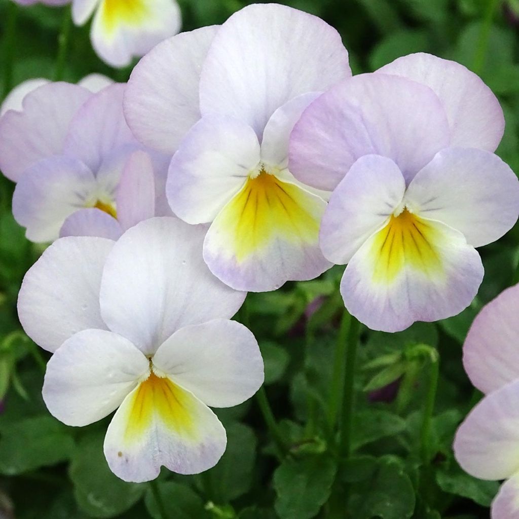 Viola cornuta Floral Power Soft Pink - Hoornviooltje