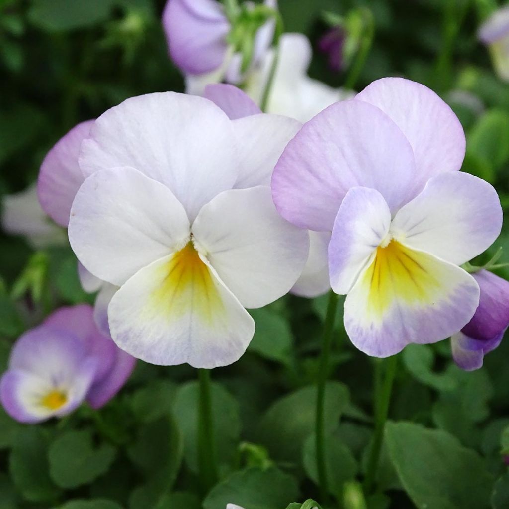 Viola cornuta Floral Power Soft Pink - Hoornviooltje