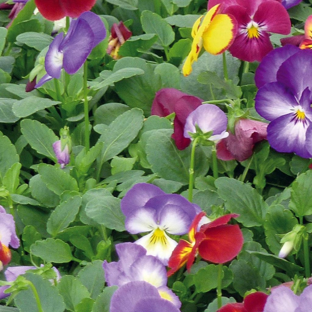 Viola wittrockiana Ultima Radiance F1 Mix - Middel-grootbloemige violen in mix