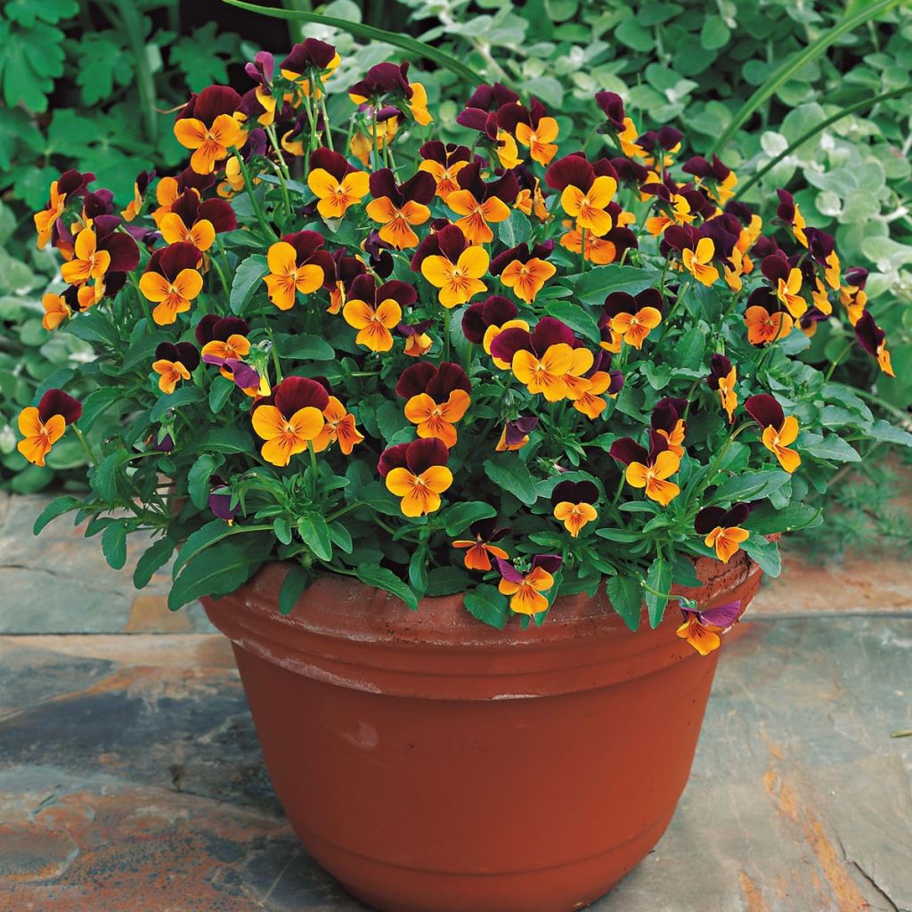 Viola cornuta Callisto F1 Orange Purple Wing - Violette cornue
