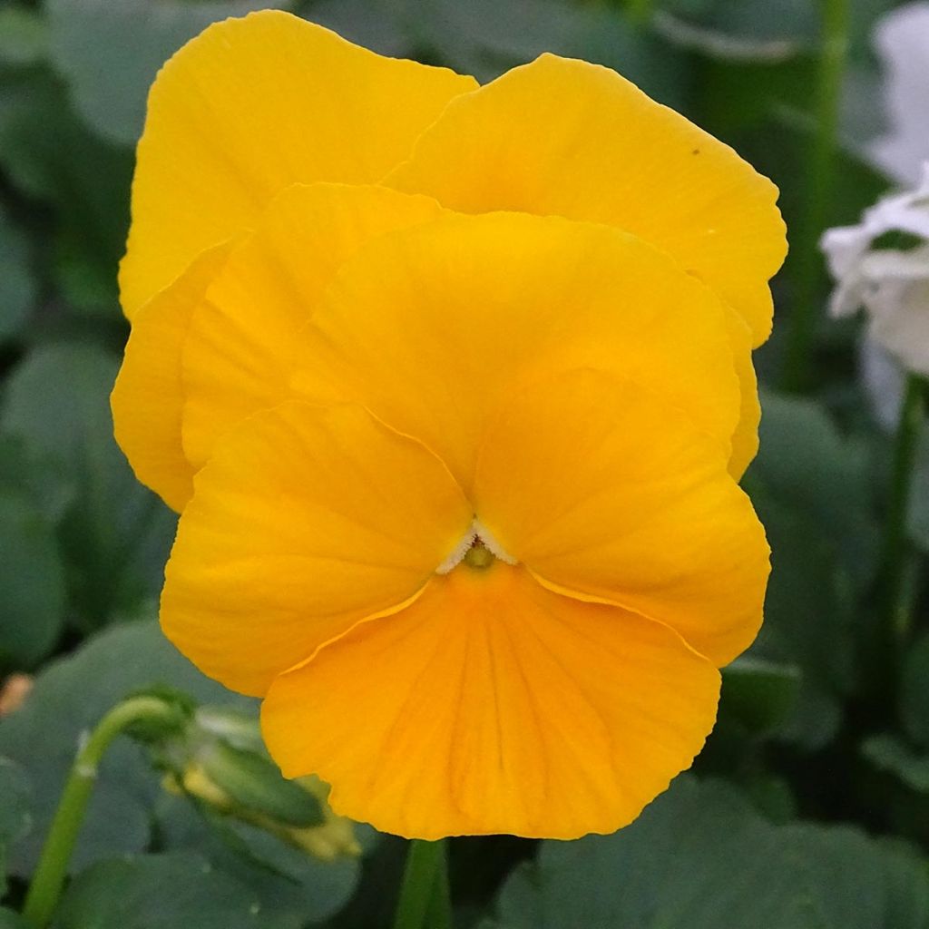Viola cornuta F1 Prim Up Citrus Mix - Hoornviooltje