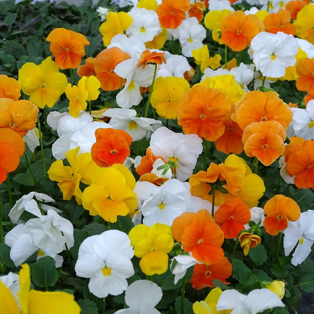 Viola cornuta F1 Prim Up Citrus Mix - Hoornviooltje