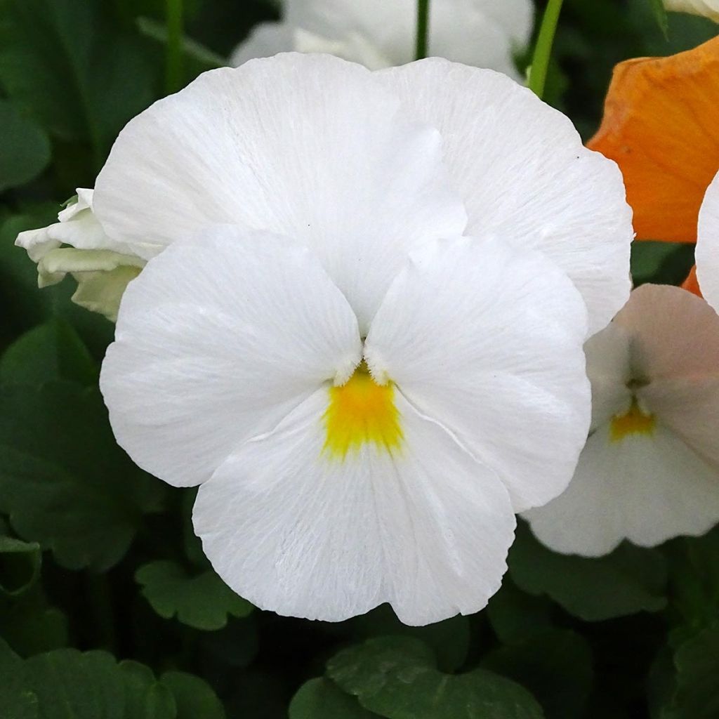Viola cornuta F1 Prim Up Citrus Mix - Hoornviooltje