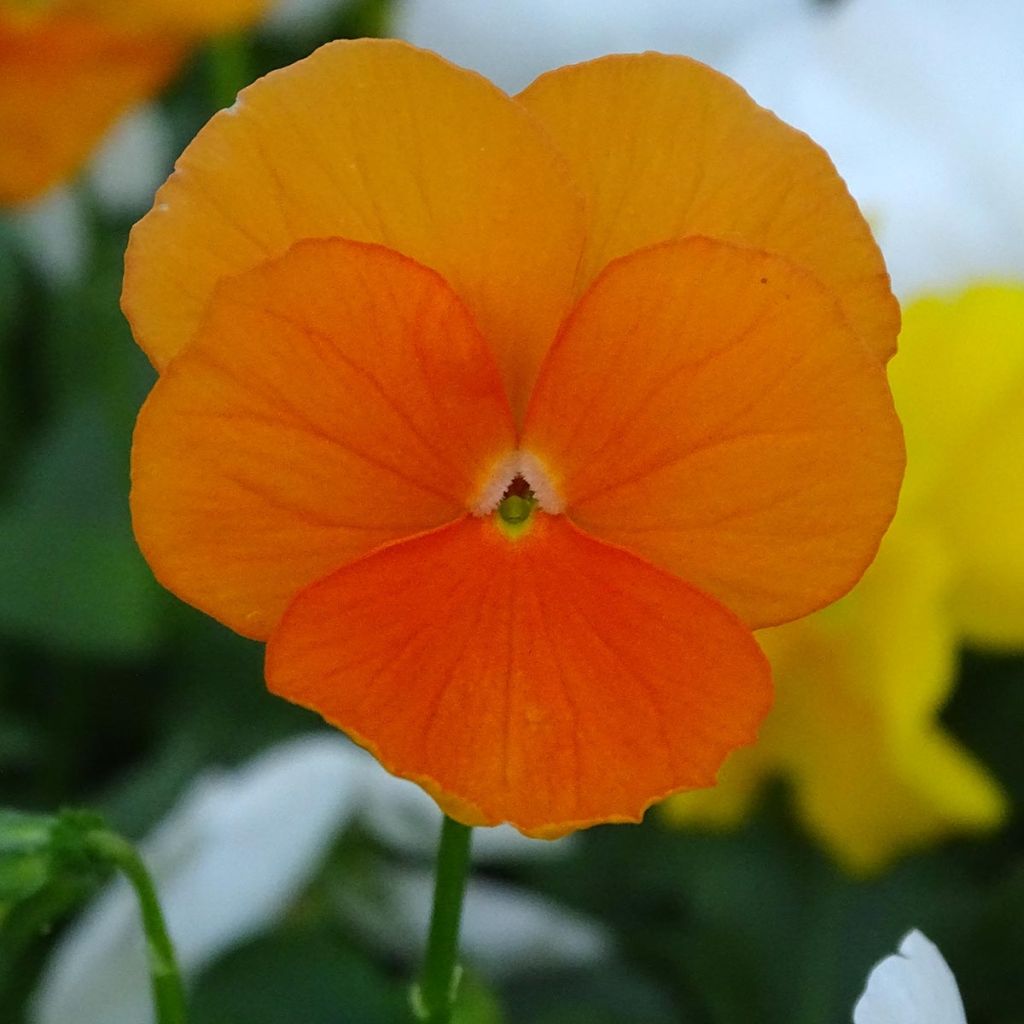 Viola cornuta F1 Prim Up Citrus Mix - Hoornviooltje