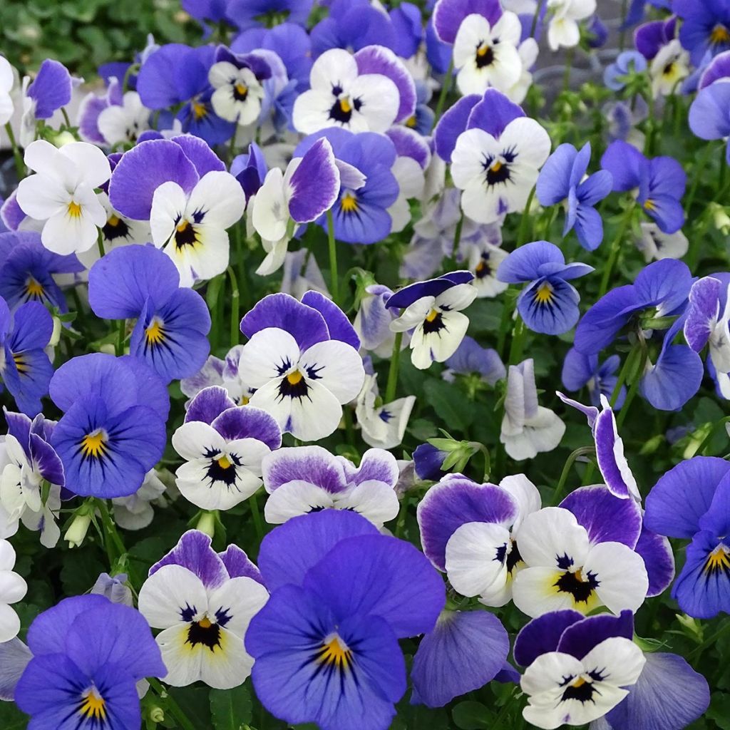 Viola cornuta Sorbet XP Blueberry Sundae Mix - Hoornviooltje