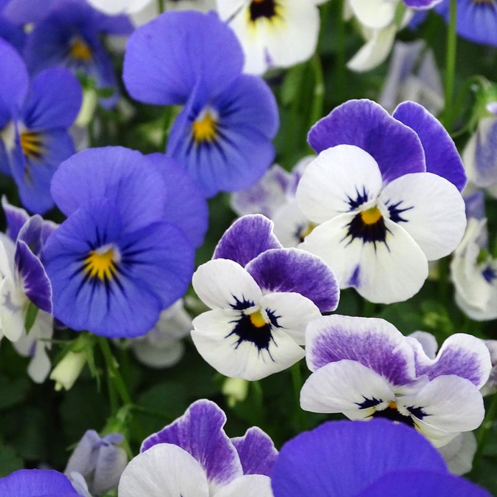 Viola cornuta Sorbet XP Blueberry Sundae Mix - Hoornviooltje