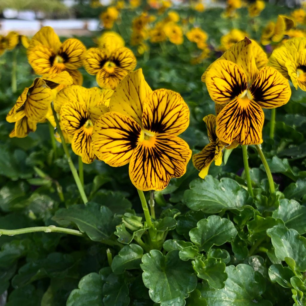 Violette cornue Evo Mini/Sorbet XP Tiger Eyes - Viola cornuta
