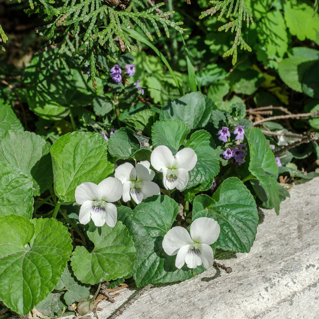 Viola odorata Alba - Geurviooltje