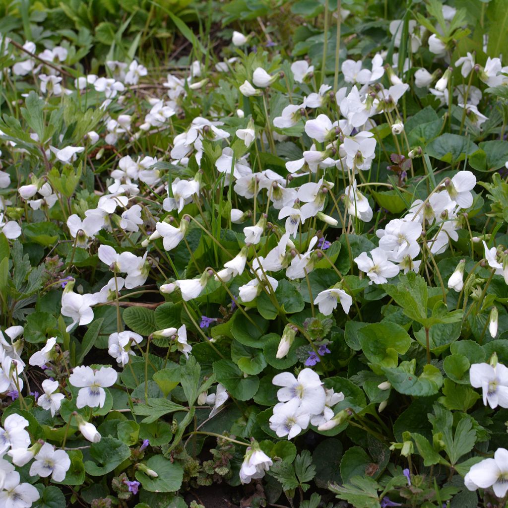 Viola odorata Alba - Geurviooltje