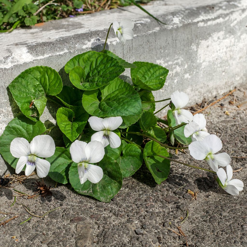 Viola odorata Alba - Geurviooltje