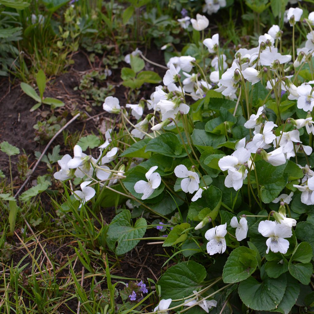 Viola odorata Alba - Geurviooltje