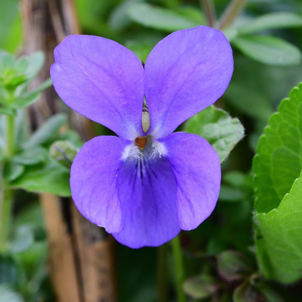 Viola odorata - Geurviooltje