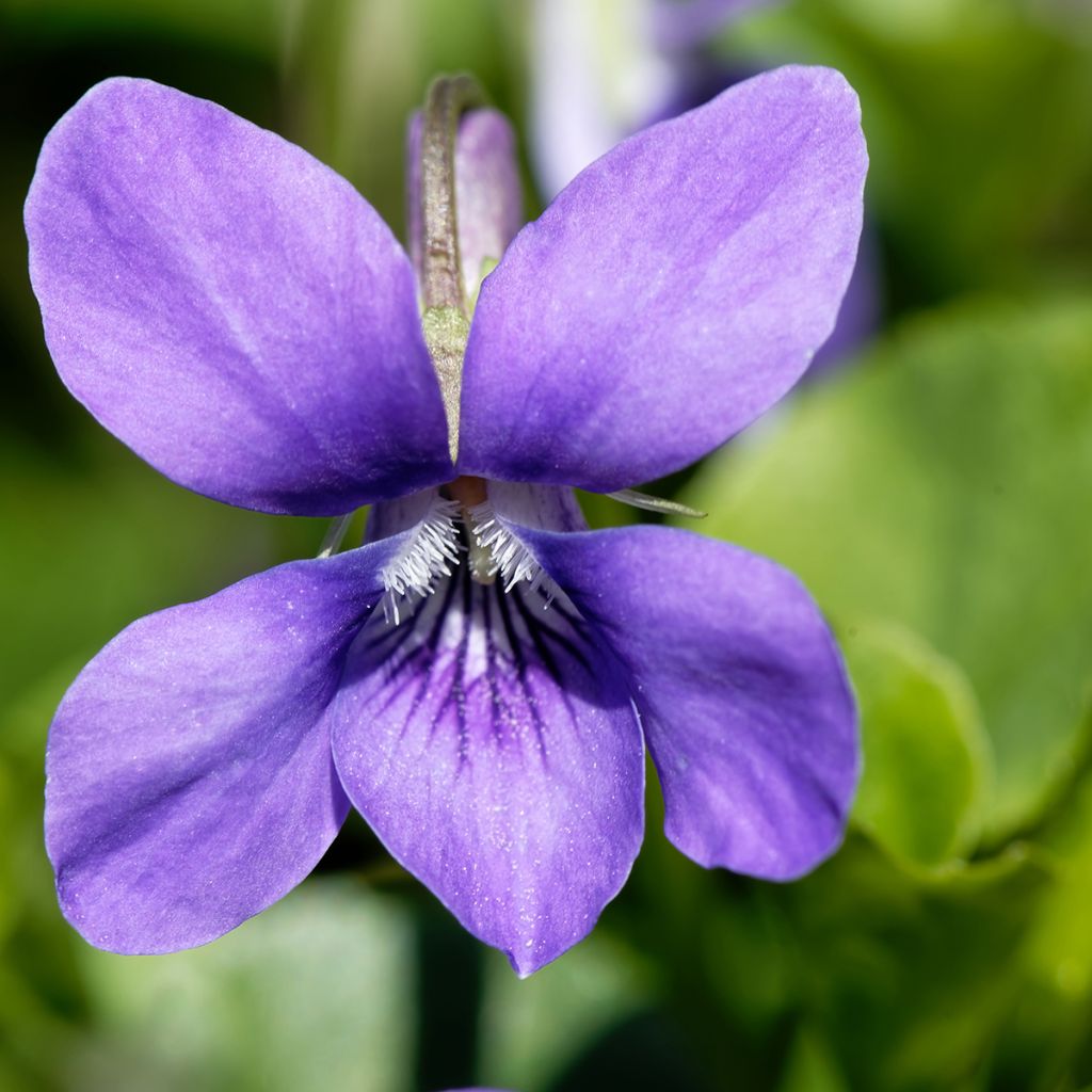 Viola odorata - Geurviooltje