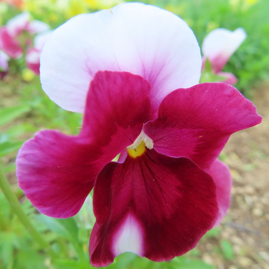 Viola wittrockiana Bimbo Lips - Grootbloemige viool