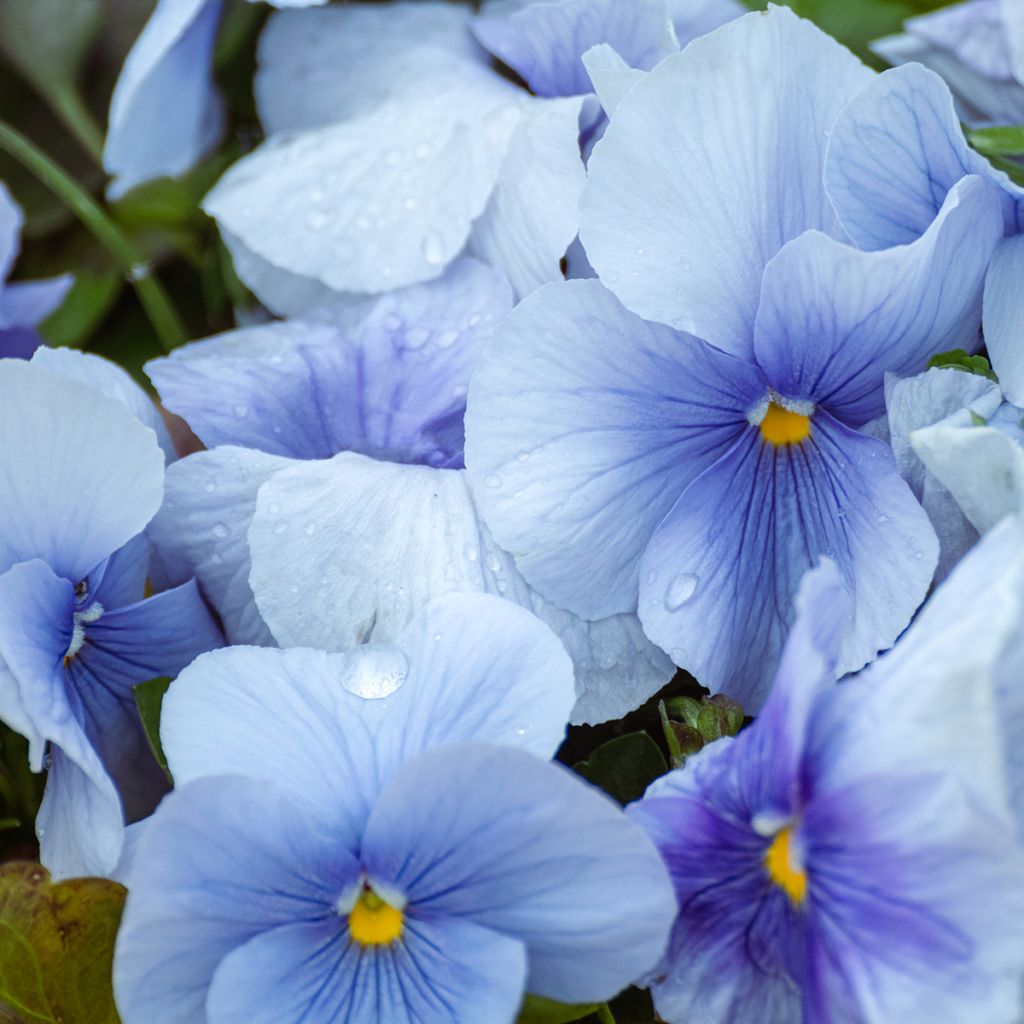 Viola wittrockiana Inspire Silver Blue - Grootbloemige viool