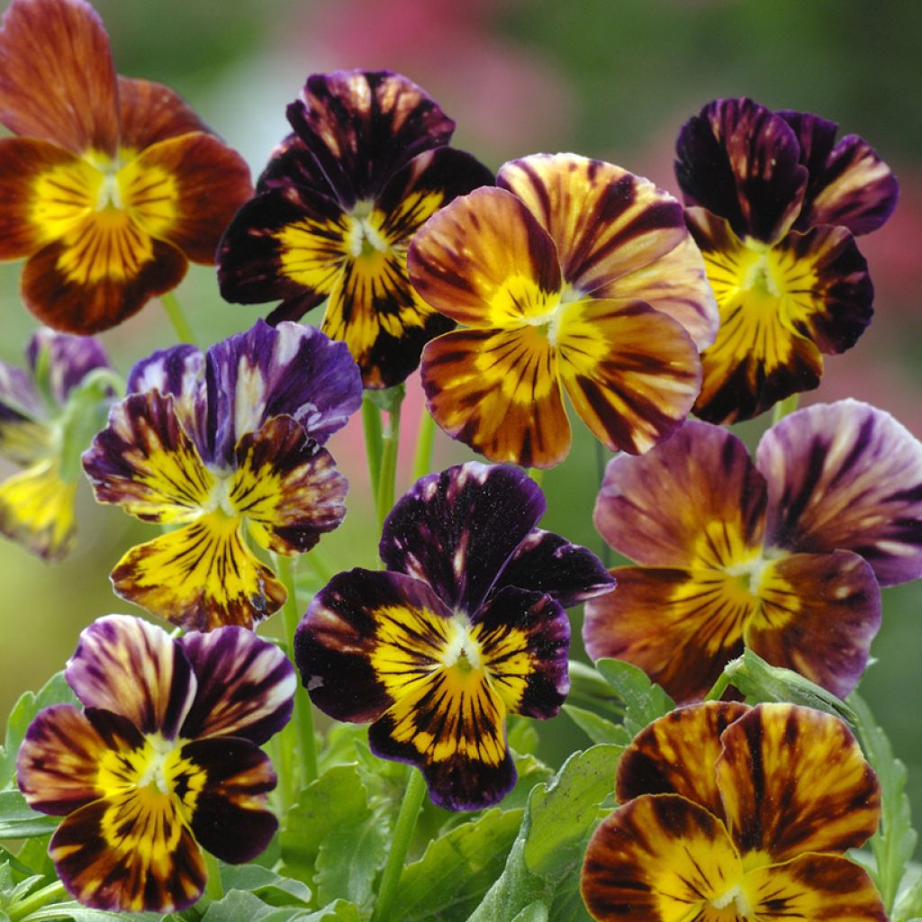 Viola wittrockiana Brush Strokes (zaad) - Grootbloemige viool