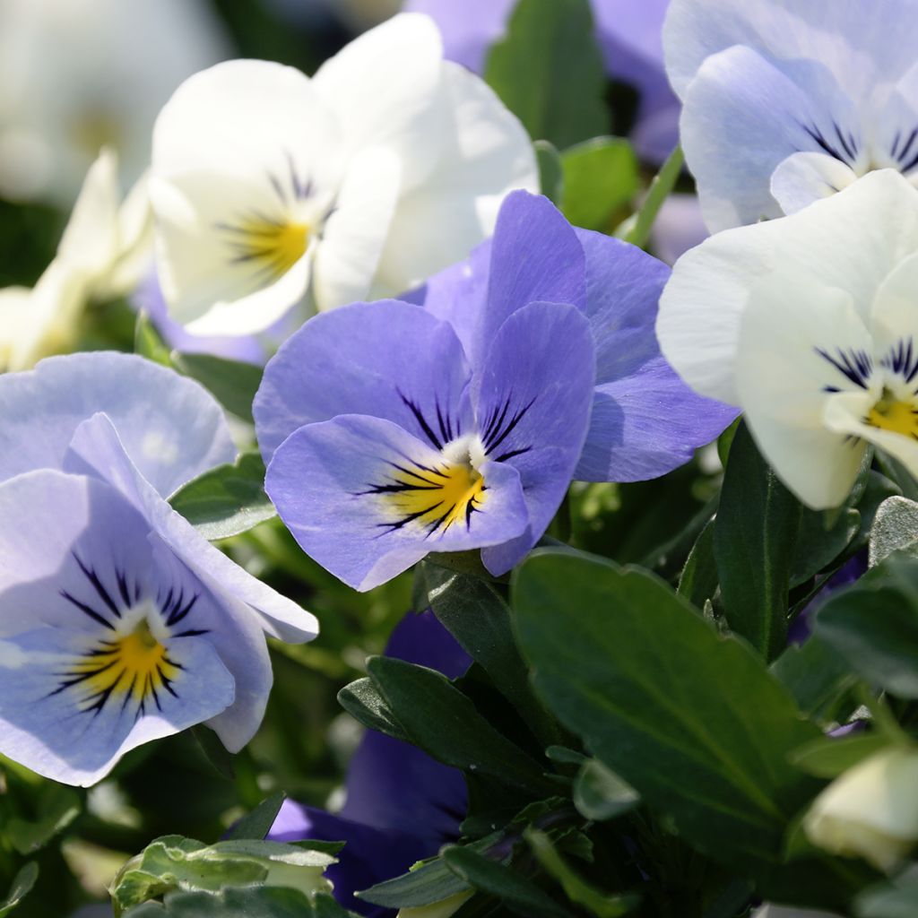 Viola wittrockiana Cool Wave Frost - Hangende/spreidende grootbloemige viool