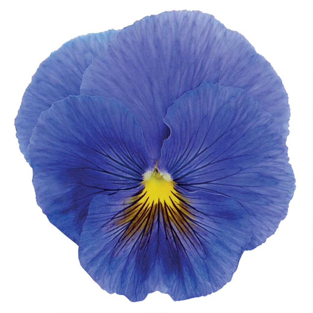 Viola wittrockiana True Blue (zaad) - Grootbloemige viool