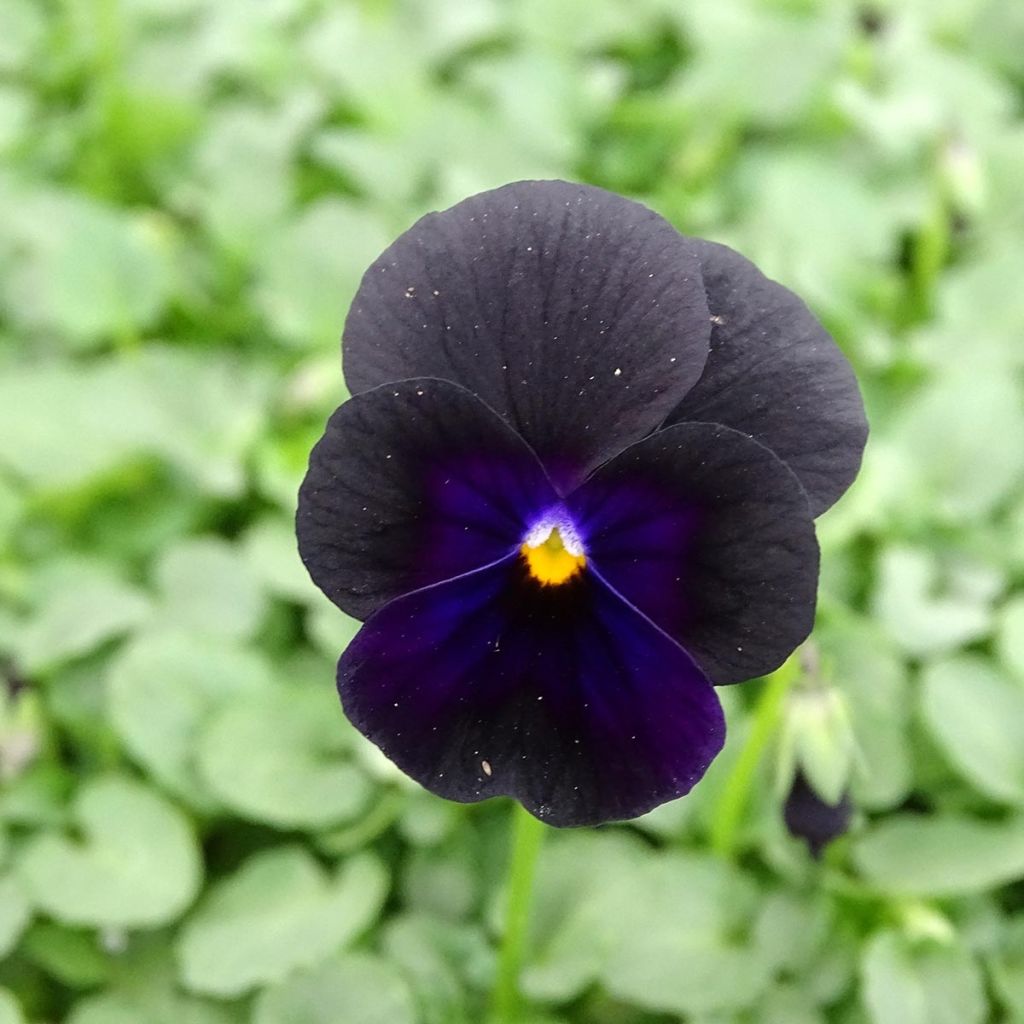 Viola cornuta Sorbet Black Delight - Hoornviooltje