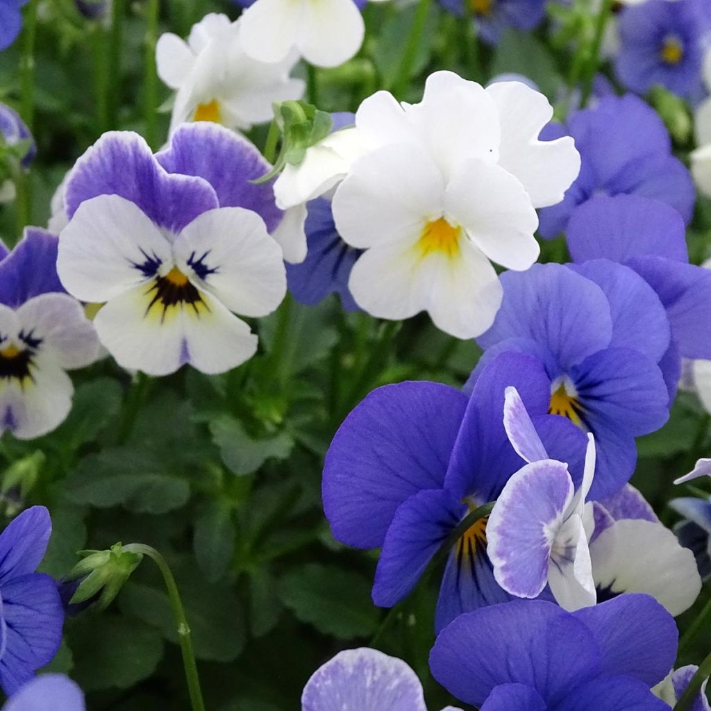 Viola cornuta Sorbet XP Blueberry Sundae Mix - Hoornviooltje
