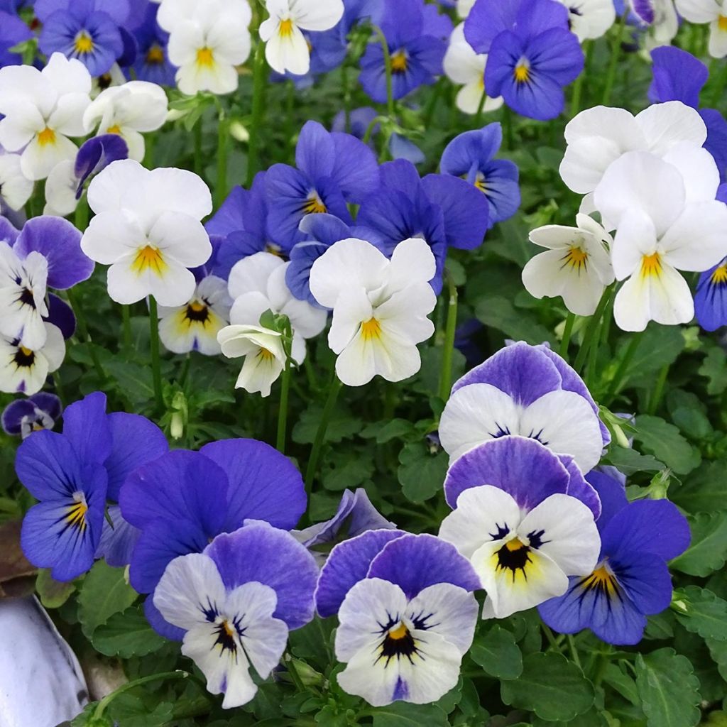 Viola cornuta Sorbet XP Blueberry Sundae Mix - Hoornviooltje