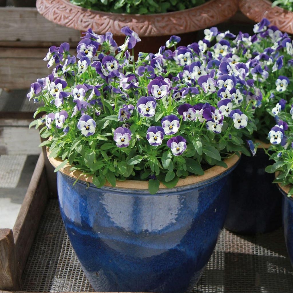 Viola cornuta Sorbet Delft Blue - Hoornviooltje