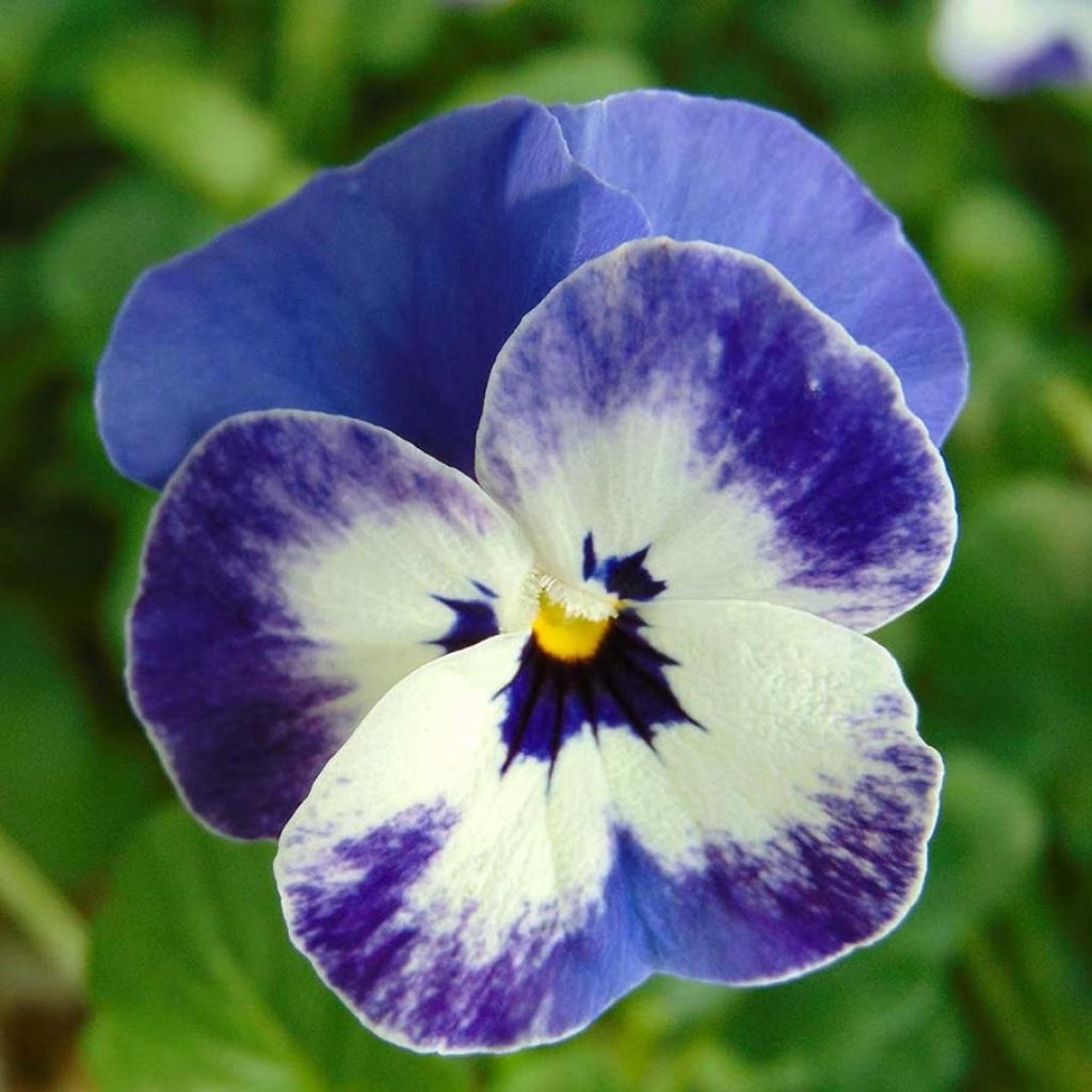 Viola cornuta Sorbet Delft Blue - Hoornviooltje