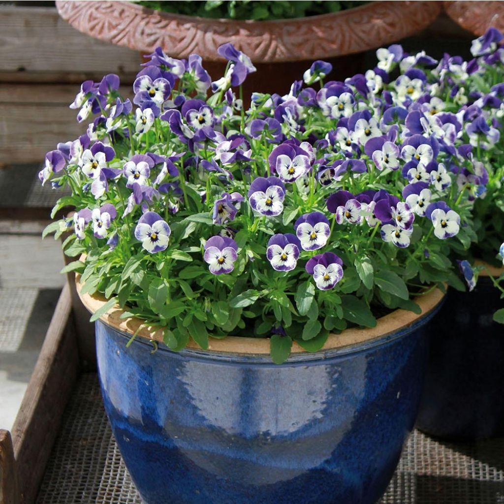 Viola cornuta Sorbet Delft Blue - Hoornviooltje