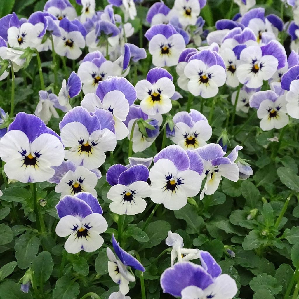 Viola cornuta Sorbet Delft Blue - Hoornviooltje