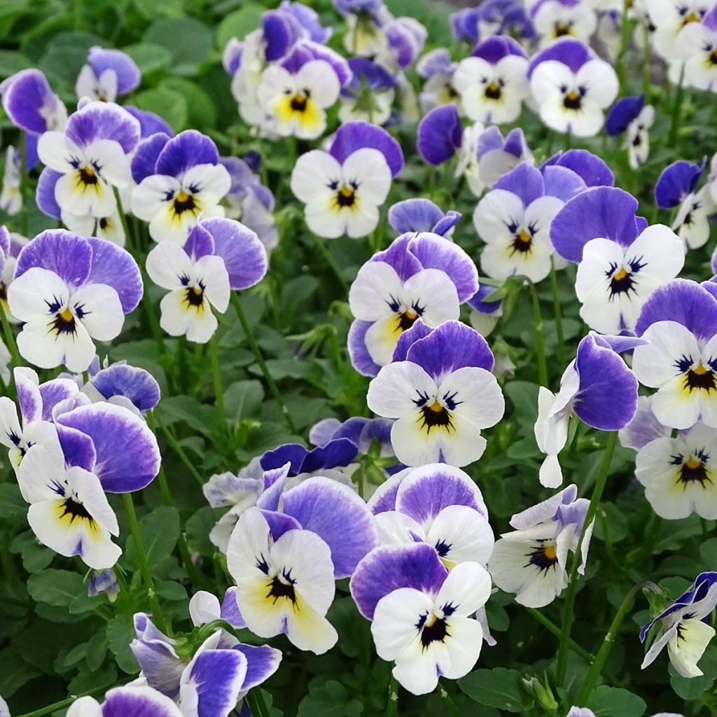 Viola cornuta Sorbet Delft Blue - Hoornviooltje