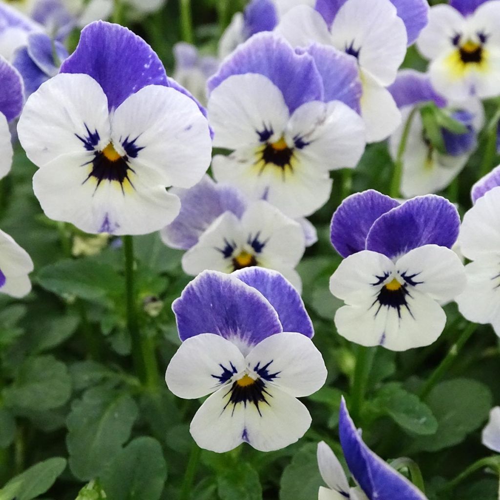 Viola cornuta Sorbet Delft Blue - Hoornviooltje