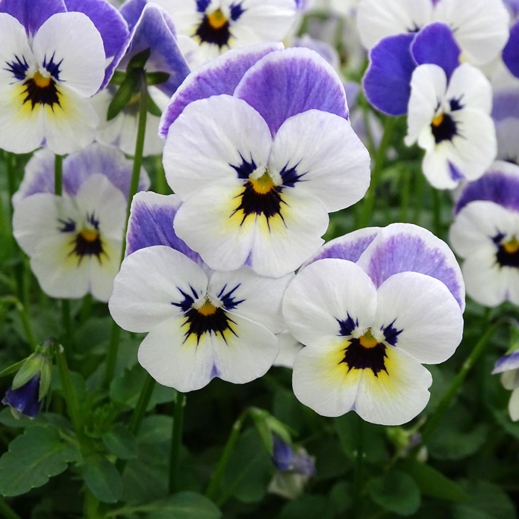 Viola cornuta Sorbet Delft Blue - Hoornviooltje