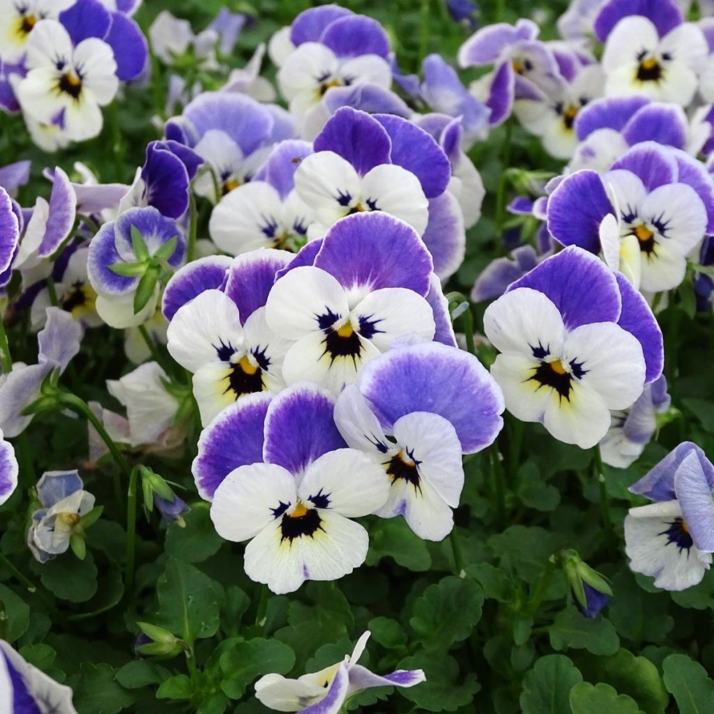 Viola cornuta Sorbet Delft Blue - Hoornviooltje