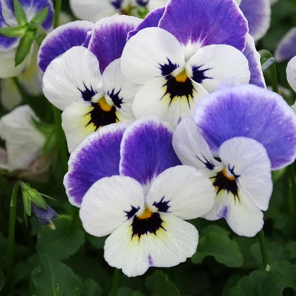 Viola cornuta Sorbet Delft Blue - Hoornviooltje