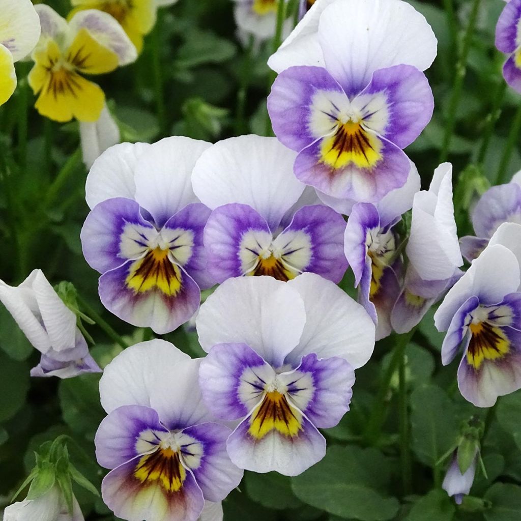 Viola cornuta Sorbet XP Pink Halo - Hoornviooltje