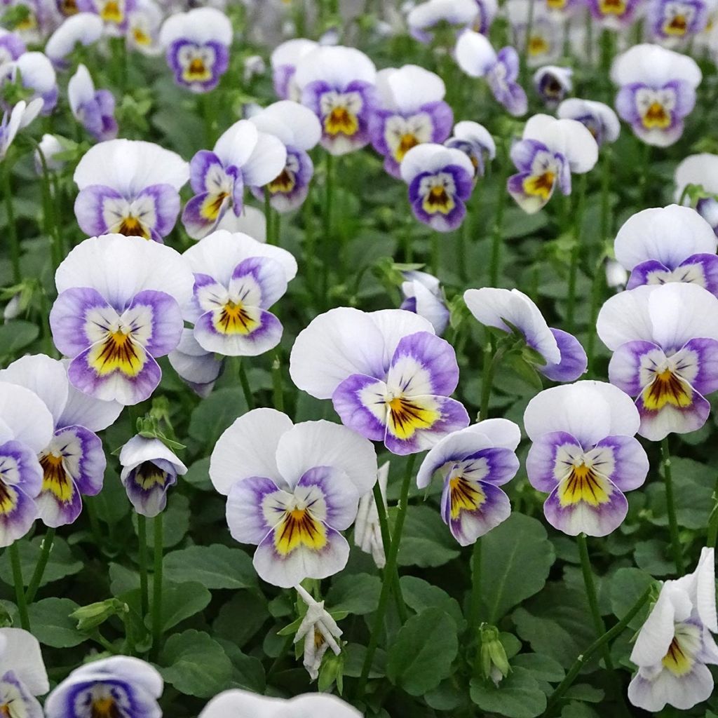 Viola cornuta Sorbet XP Pink Halo - Hoornviooltje