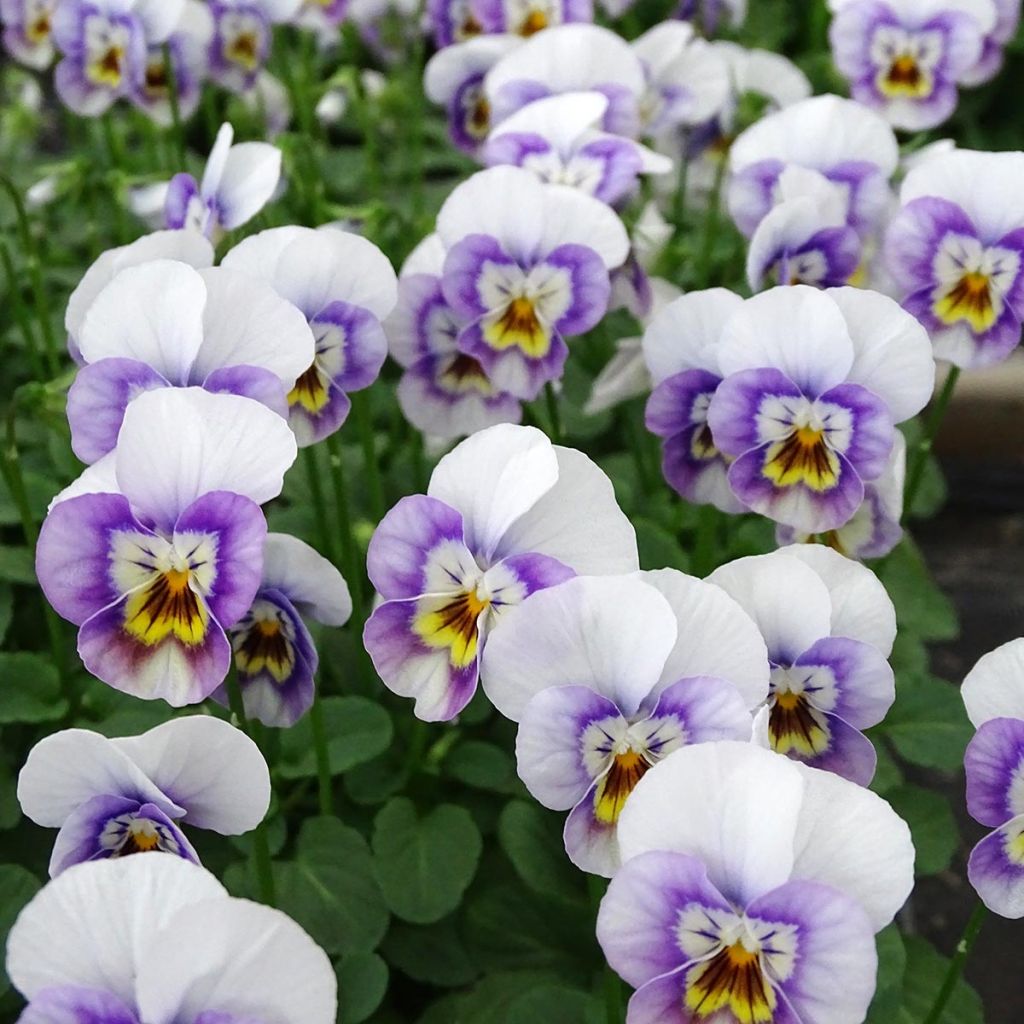 Viola cornuta Sorbet XP Pink Halo - Hoornviooltje