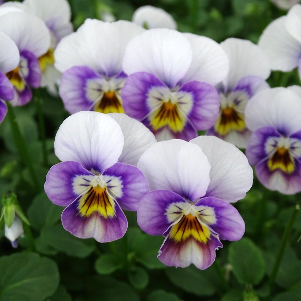 Viola cornuta Sorbet XP Pink Halo - Hoornviooltje