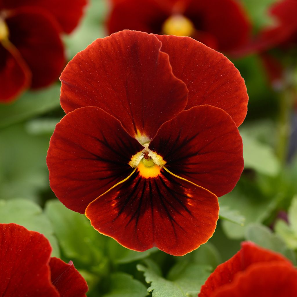 Violette cornue Sorbet Xp Red - Viola cornuta